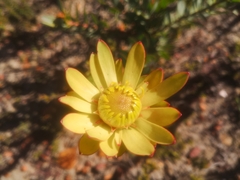 Leucadendron elimense elimense