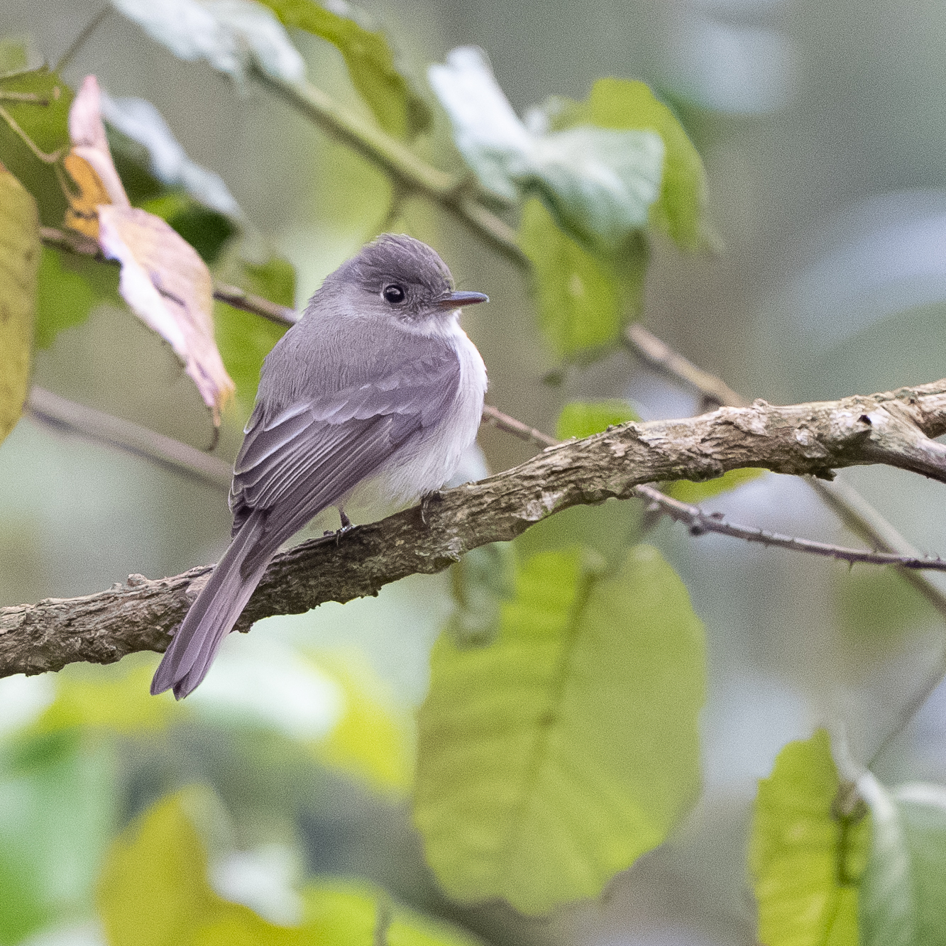 Hispaniolan Pewee (Contopus hispaniolensis), photo 6