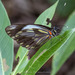 Pieriballia viardi noctipennis - Photo (c) Johannes, algunos derechos reservados (CC BY-NC-ND), subido por Johannes
