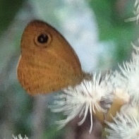 Ypthima sesara