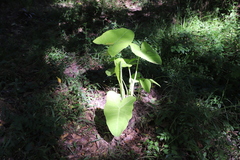 Xanthosoma sagittifolium