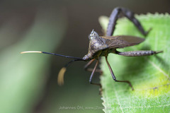 Acanthocephala alata