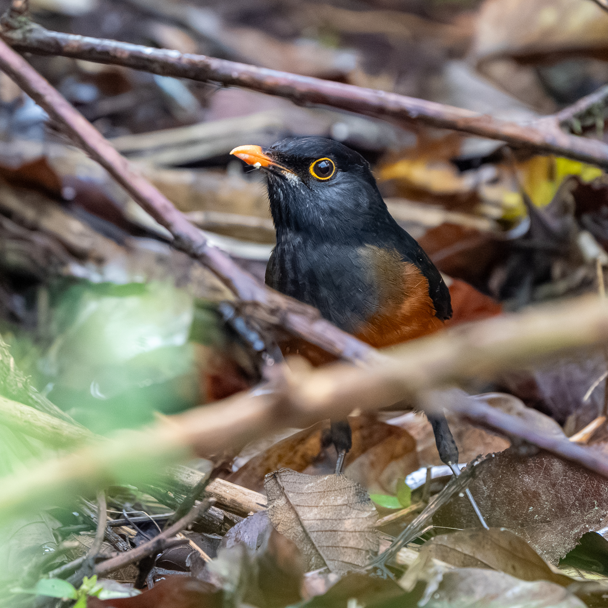 La Selle Thrush (Turdus swalesi), photo 4