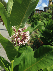 Asclepias syriaca