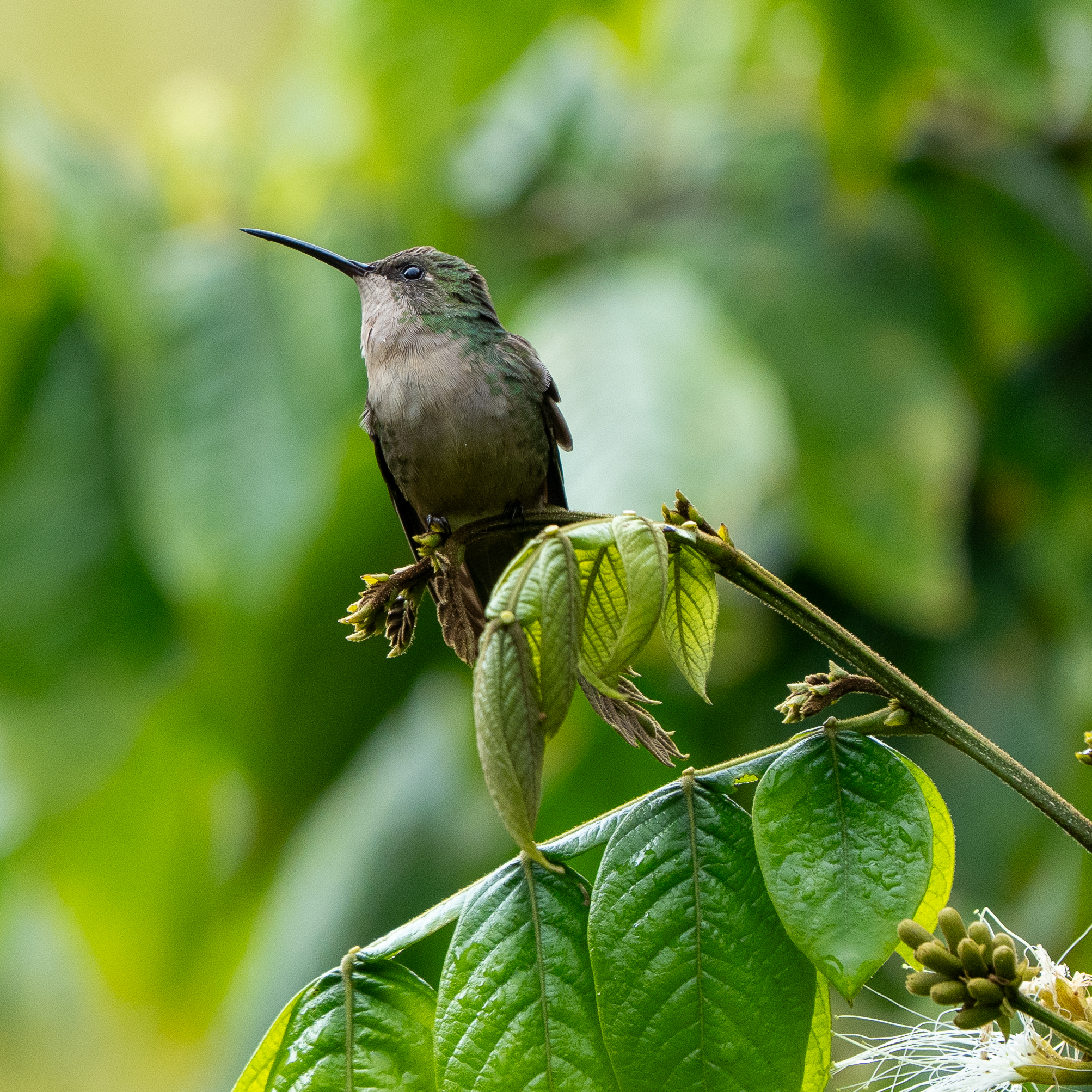 Hispaniolan Emerald (Riccordia swainsonii), photo 6