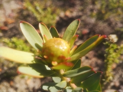 Leucadendron elimense elimense