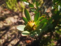 Leucadendron elimense elimense