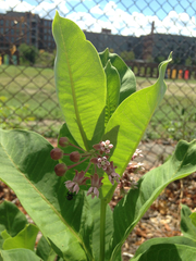 Asclepias syriaca