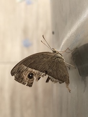 Mycalesis mineus