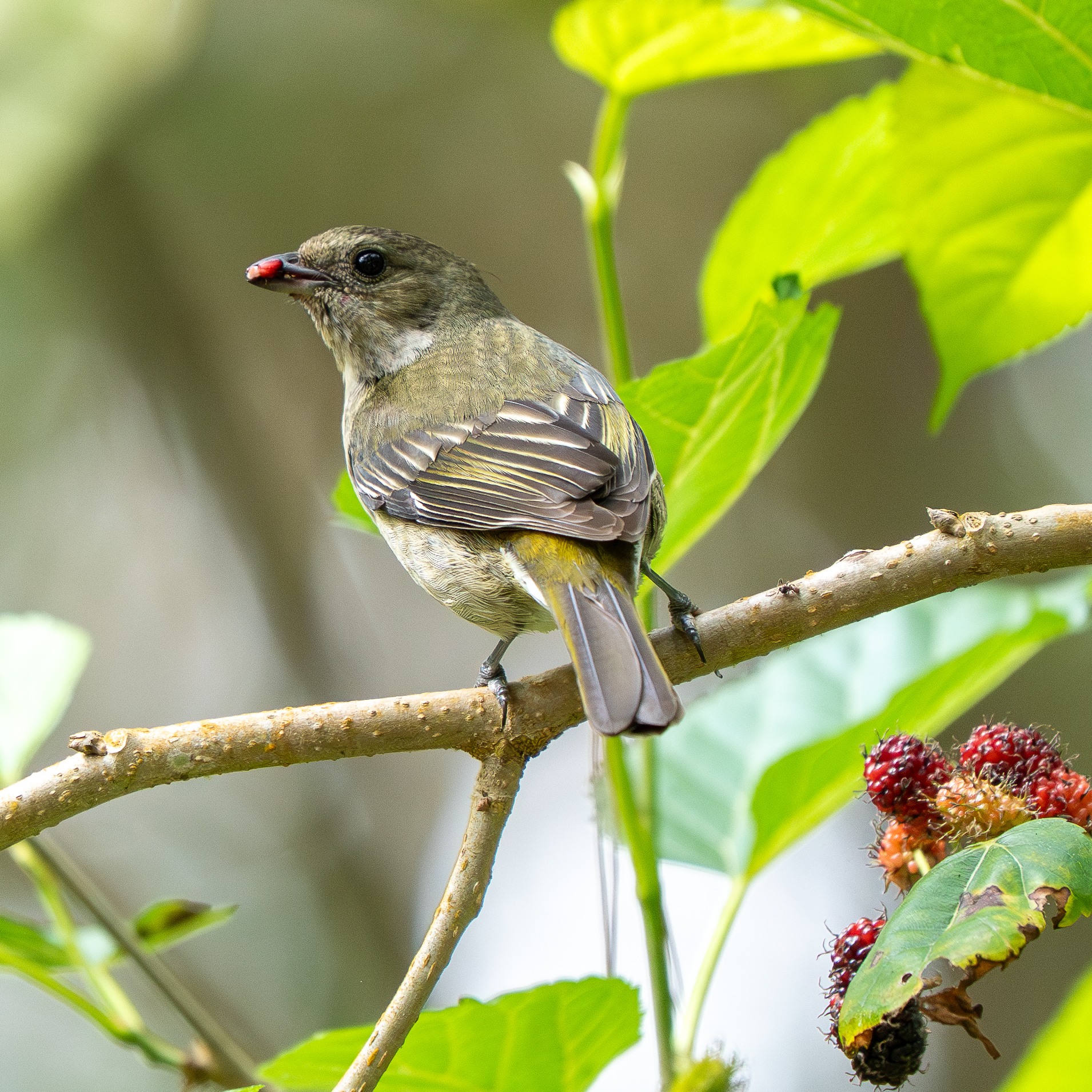 Hispaniolan Spindalis (Spindalis dominicensis), photo 4