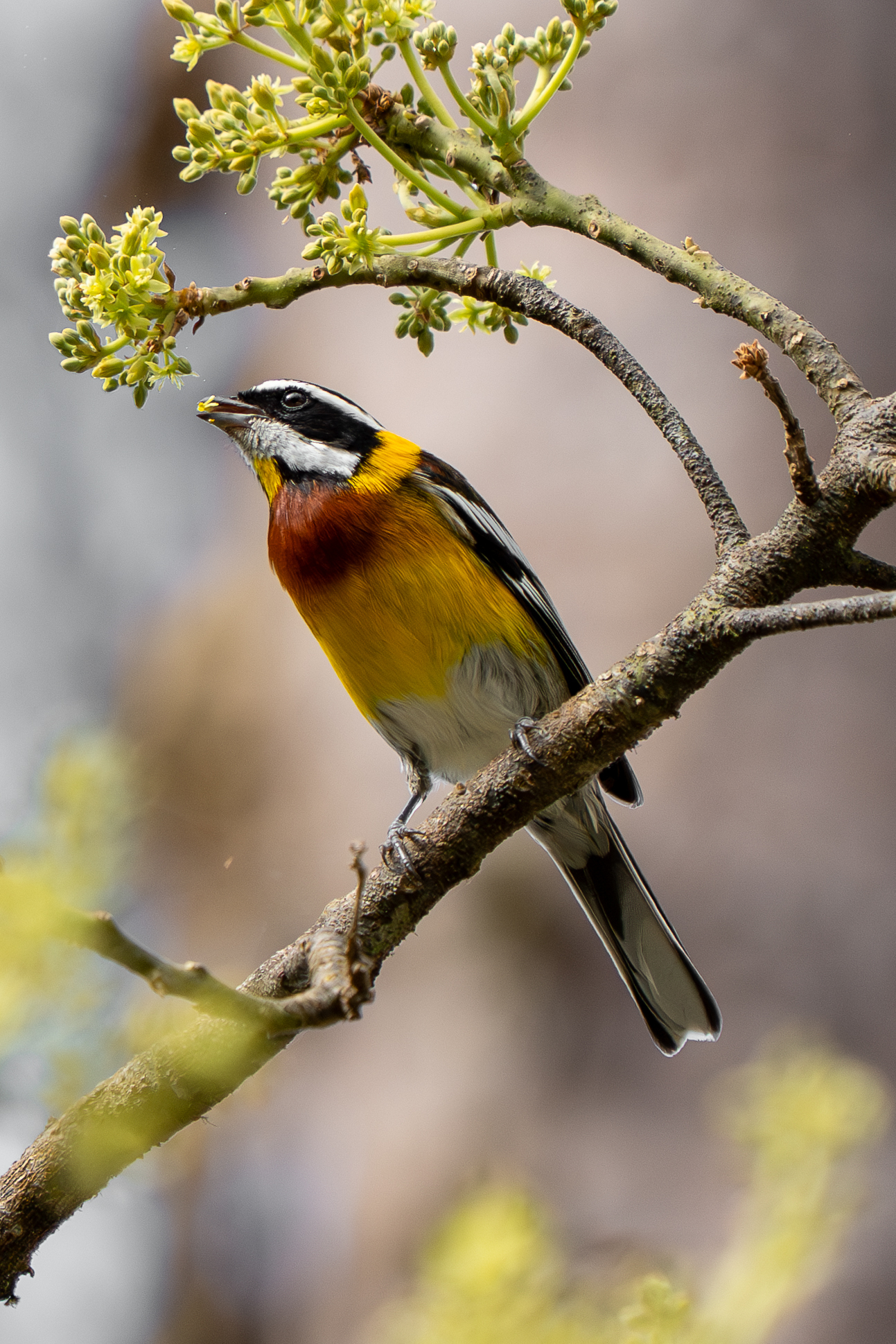 Hispaniolan Spindalis (Spindalis dominicensis), photo 3