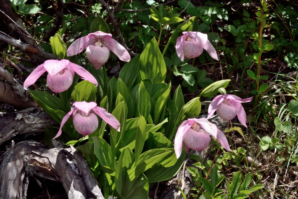 Cypripedium taiwanalpinum Y.I Lee, P.C.Liao & T.P.Lin 3