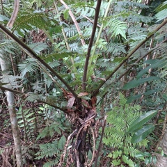 Cyathea