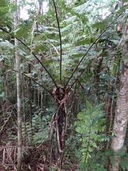 Cyathea