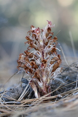 Aphyllon californicum