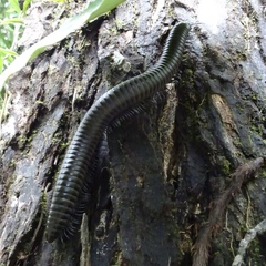 Harpagophoridae