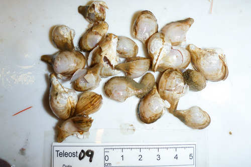 Cuspidaria glacialis