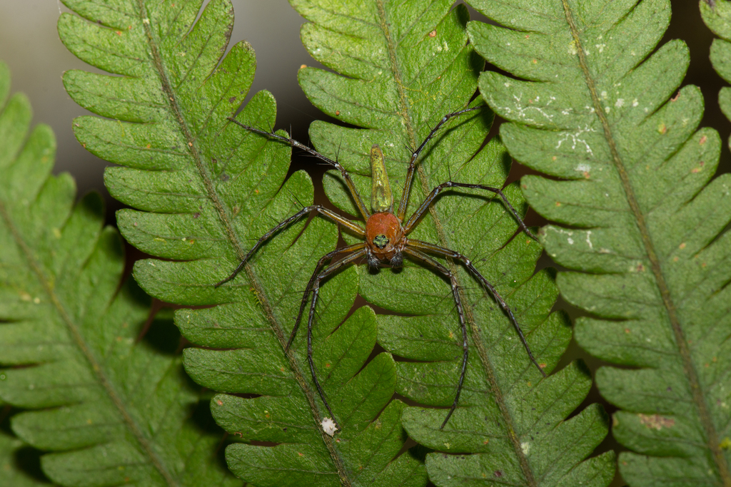 Hamadruas superba