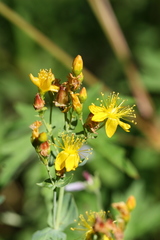 Hypericum formosum