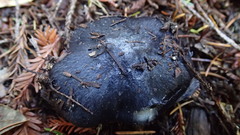 Entoloma bloxamii