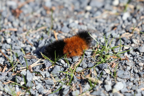Photo of Isabella Tiger Moth (Pyrrharctia isabella)