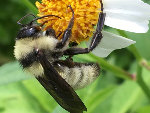 American Bumble Bee, photo 6 of 9