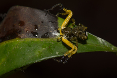 Phrynarachne ceylonica