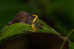 Phrynarachne ceylonica