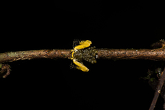 Phrynarachne ceylonica