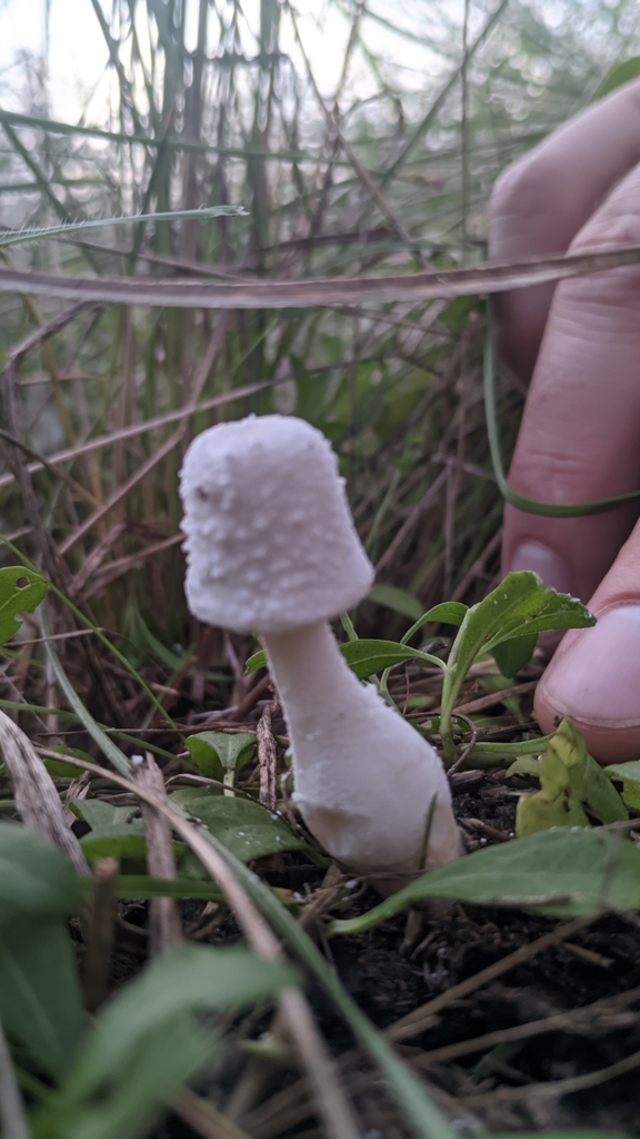 Leucocoprinus cretaceus · March 2025 · photo: © maricel_centi (iNaturalist, cc-by-sa)