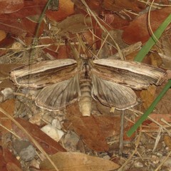 Truncaptera truncata