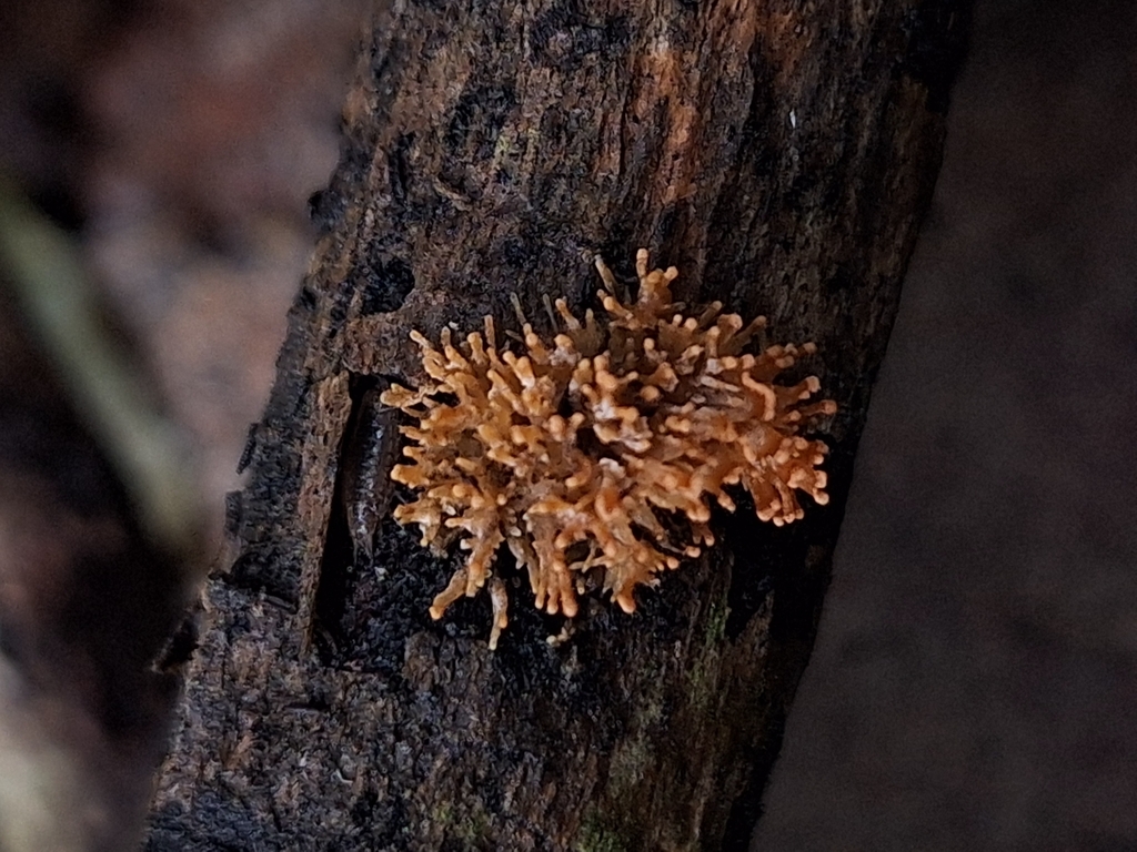 Echinoporia aculeifera · March 2025 · photo: © rocio_pose (iNaturalist, cc-by)