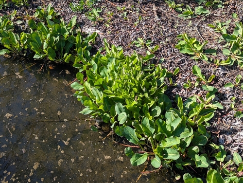 iNaturalist observation photo of Yerba Mansa