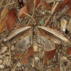 Truncaptera truncata