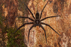 Heteropoda tetrica