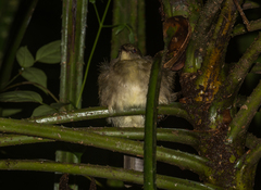 Pycnonotus