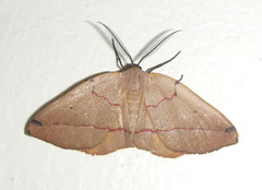 Phoenicocampa terinata