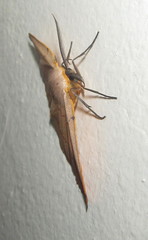 Phoenicocampa terinata