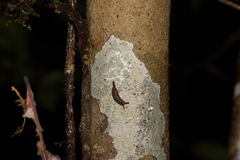 Helicarionoidea