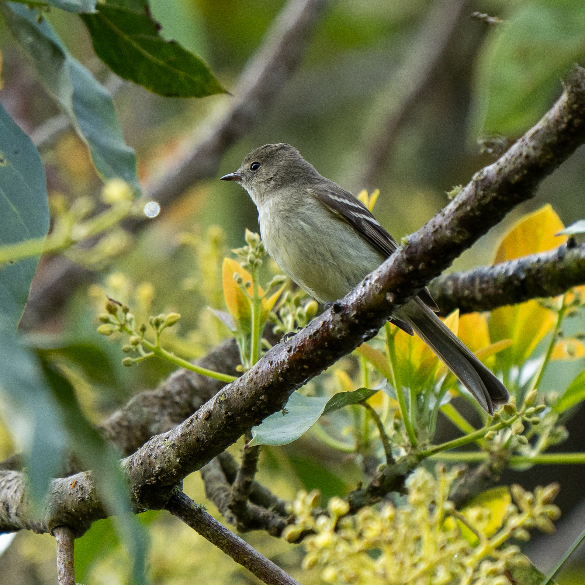 Hispaniolan Elaenia (Elaenia cherriei), photo 10