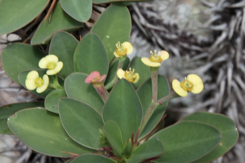 Euphorbia duranii, photograph 1