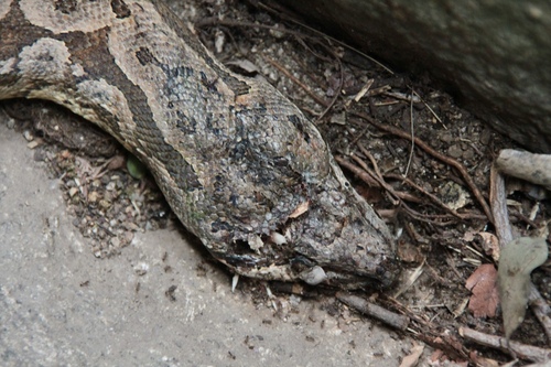 Dumeril's Boa