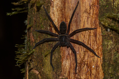 Heteropoda tetrica