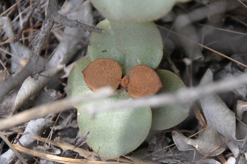 Kalanchoe orgyalis, photograph 5