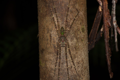 Heteropoda boiei