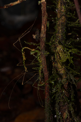 Parastheneboea monticola