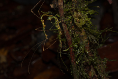 Parastheneboea monticola