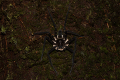 Heteropoda tetrica