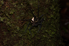 Heteropoda tetrica