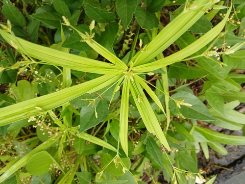 Foto de Tiririca